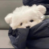 玻璃爱情