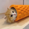 恋爱要趁早